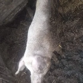 bicikli hiryak