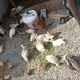 induk owgan paroda