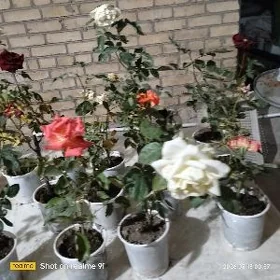 Satlyk roza nahal garşokly