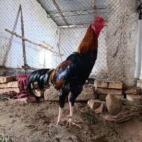 Baysow.