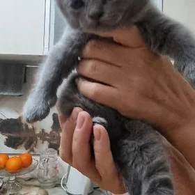 шотландские вислоухия котята