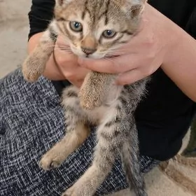 котенок