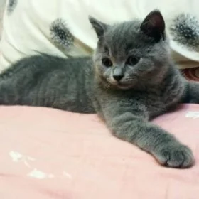 Продается породистый котенок