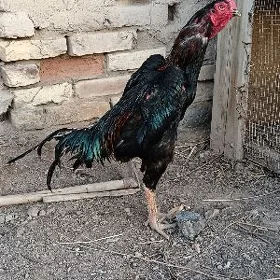 Horoz