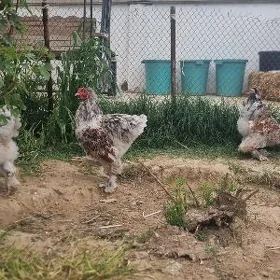 Brama Belaya Zoloto horaz