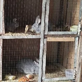 welikan towşan şinşila