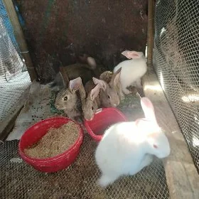 towşan