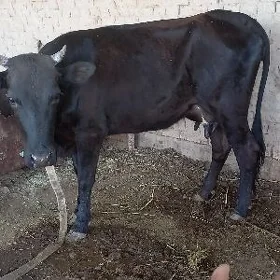 goleli sygyr
