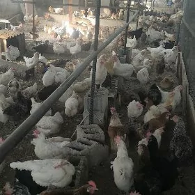 Towuklar