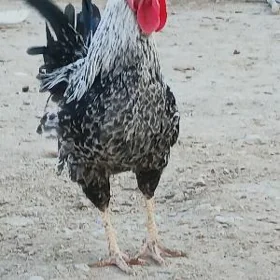 horaz