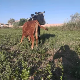paroda tanaly sygyr