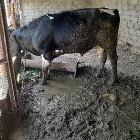 Galisdeyin