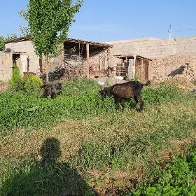 byr ýyl bolon dog