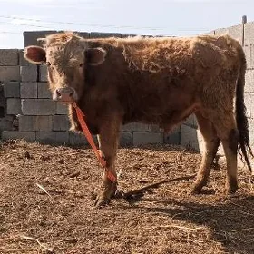 Öküz