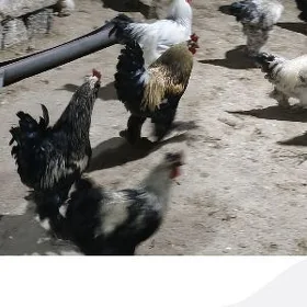 horaz