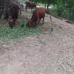 gulajyn.baklan.ikisany.okiz.