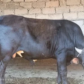 Öküz