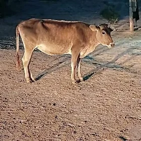 sygyr