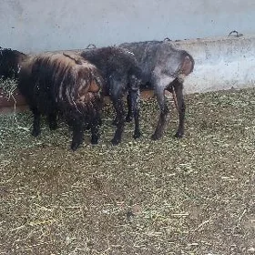 goyun işşek baklgy