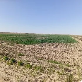 Suwçy işgär gerek