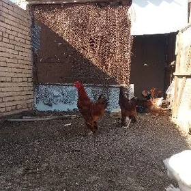Bayso towuklar guzlayjy