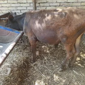okuzceler