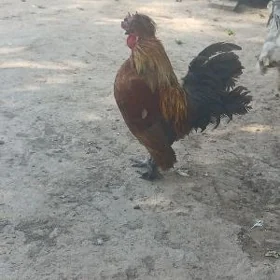 karlik