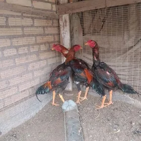 baysow