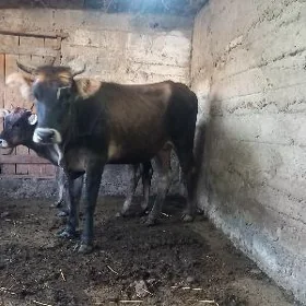 goleli sygyr