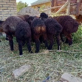 kazaky gisar guzylar