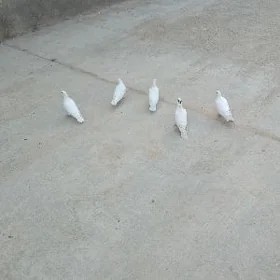 kepderi