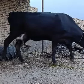 Saglyk