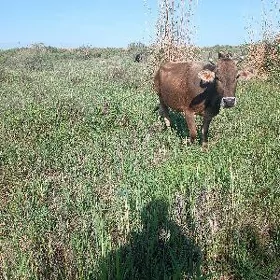 GÖLELİ SYGYR