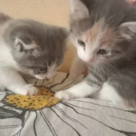 Котята