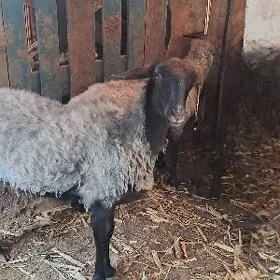 goyun işşek