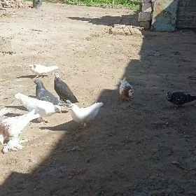 kepteri
