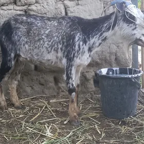 geci cebiş
