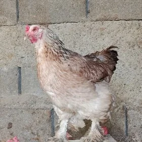 Brama towuk