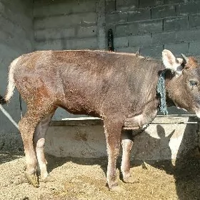 tüwe