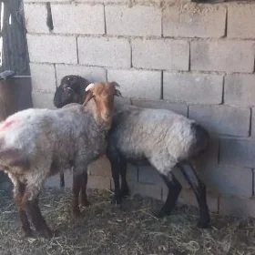 işekler