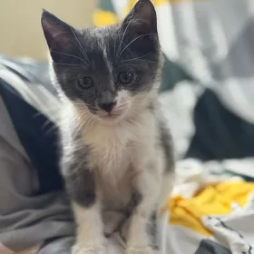 Кошки