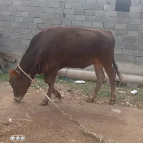 Göle tuwe tahym