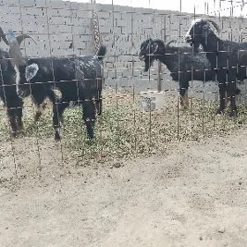 erkeç