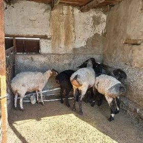 Işşekler