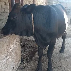 ökuz