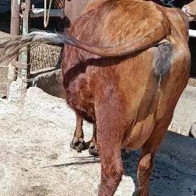 goleli sygyr