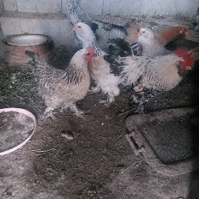 balgar towuklar