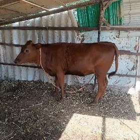 gulajyn