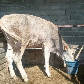tüwe