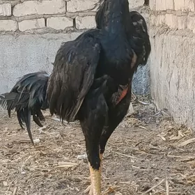 TAŞKENT HORAZ